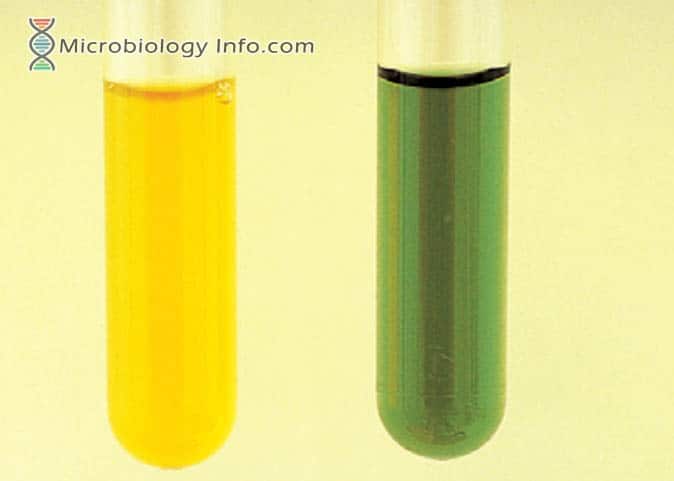 Pyruvate Broth Test