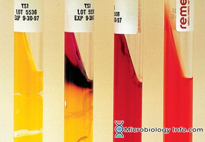 Differentiation Of Enterobacteriaceae By Biochemical Tests Chart