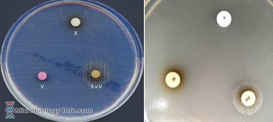 Haemophilus ducreyi Schokoladenagar