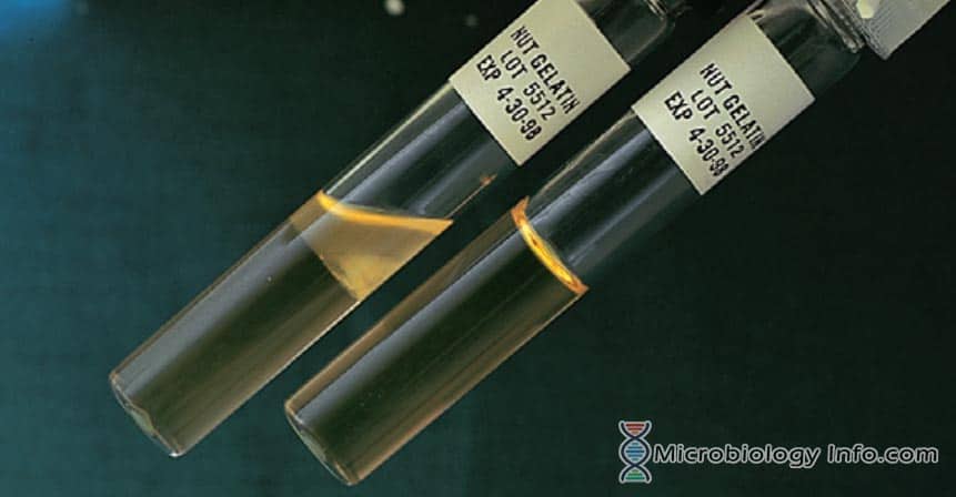 gram negative bacteria in gelatin hydrolysis test