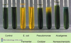 OF (Oxidation-Fermentation) Test - Procedure, Uses And Interpretation