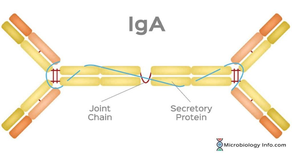 Iga Struture Immunoglobulin A (IgA) - Structure, Properties, Subclasses, Functions